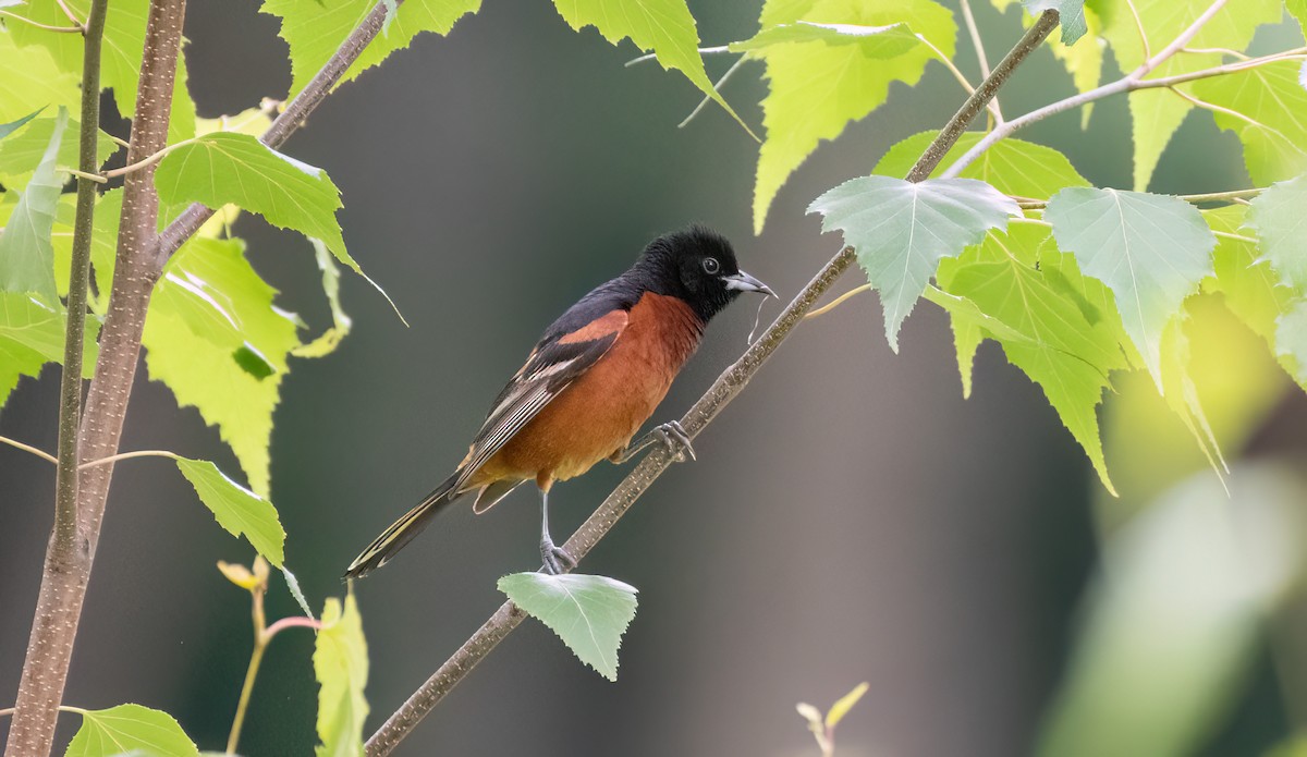 Orchard Oriole - ML620288081