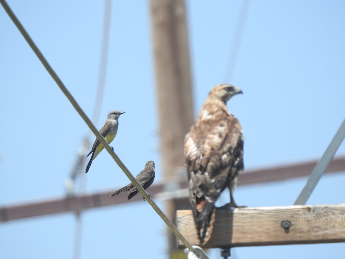 Western Kingbird - ML620288085