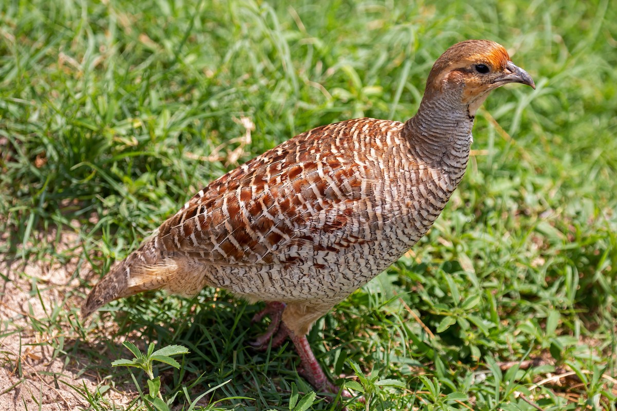 Gray Francolin - ML620288089