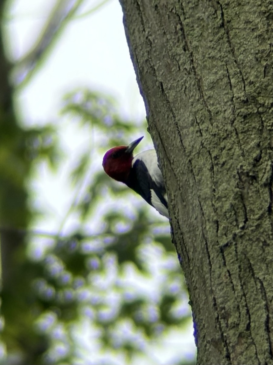 Red-headed Woodpecker - ML620288091