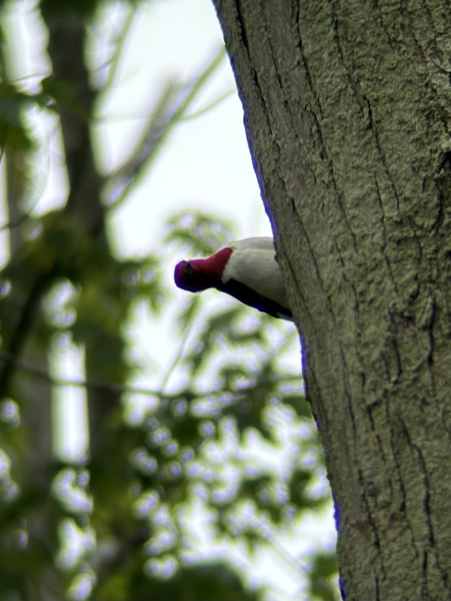 Red-headed Woodpecker - ML620288092