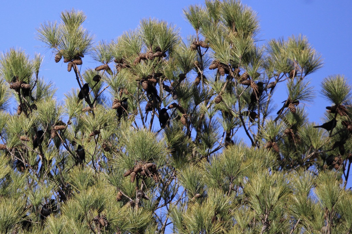 Common Grackle - ML620288093