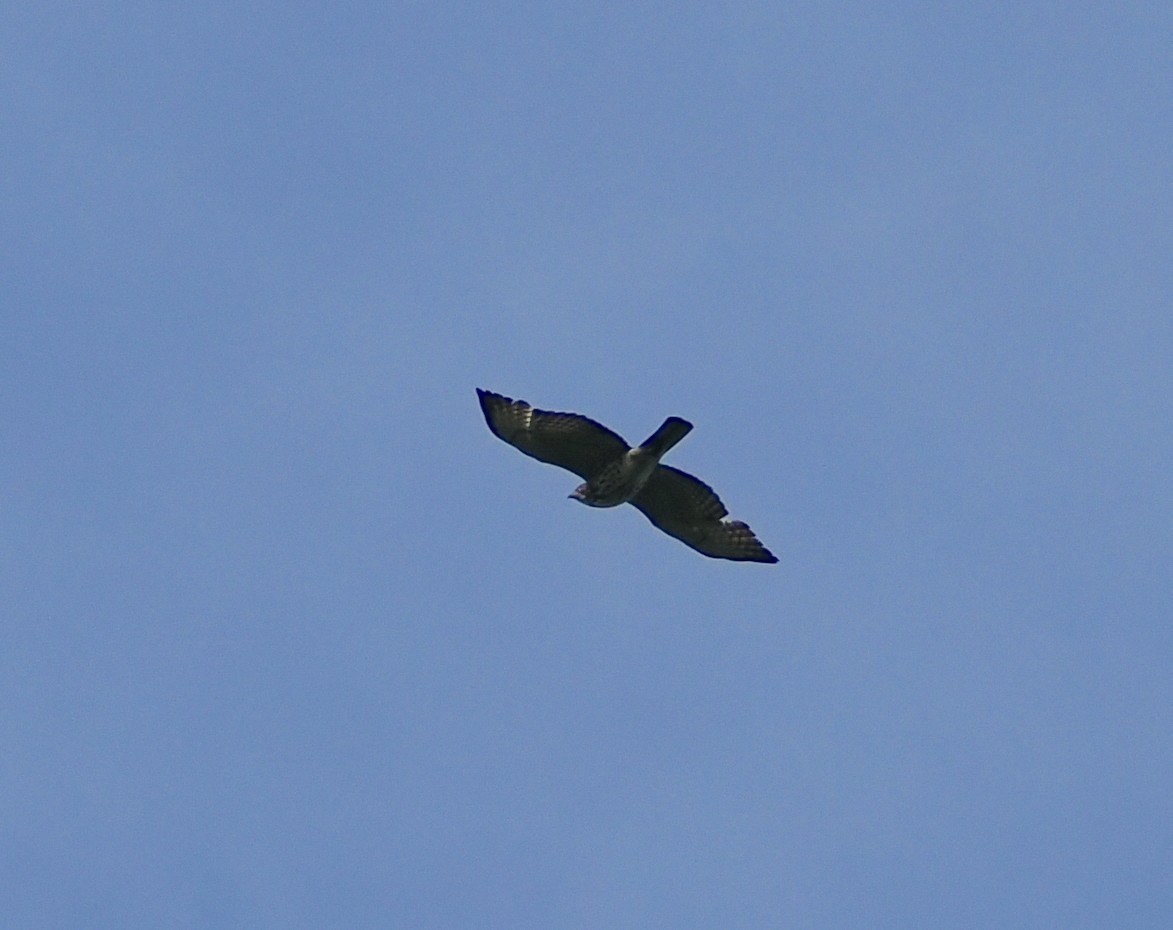 Broad-winged Hawk - ML620288096