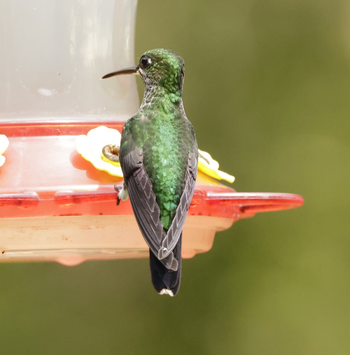 Green-crowned Brilliant - ML620288097