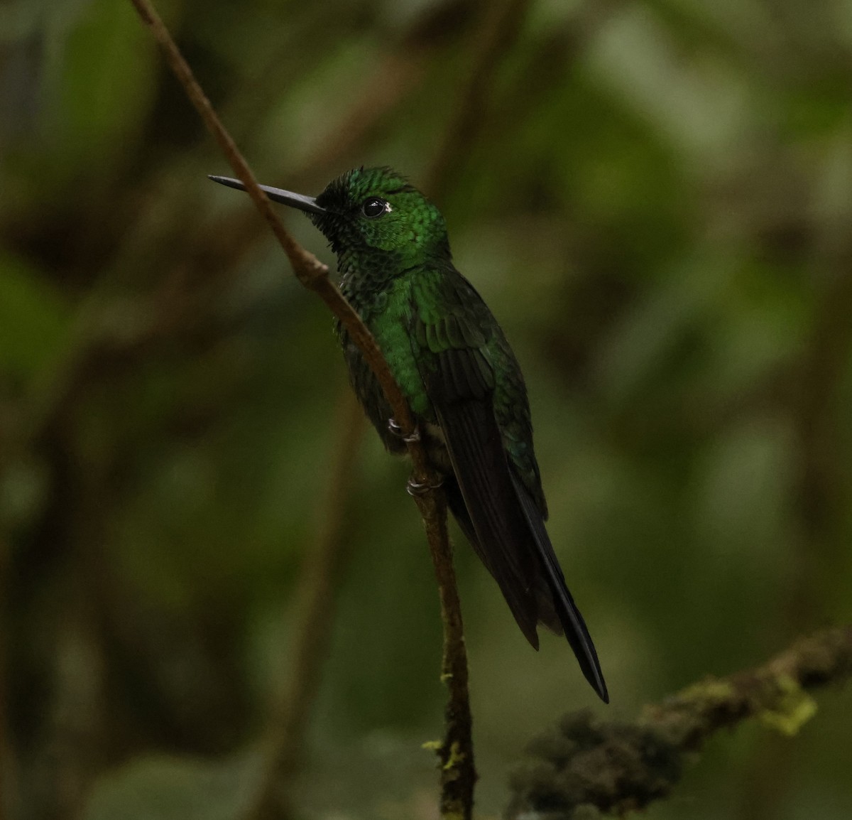 Green-crowned Brilliant - ML620288099