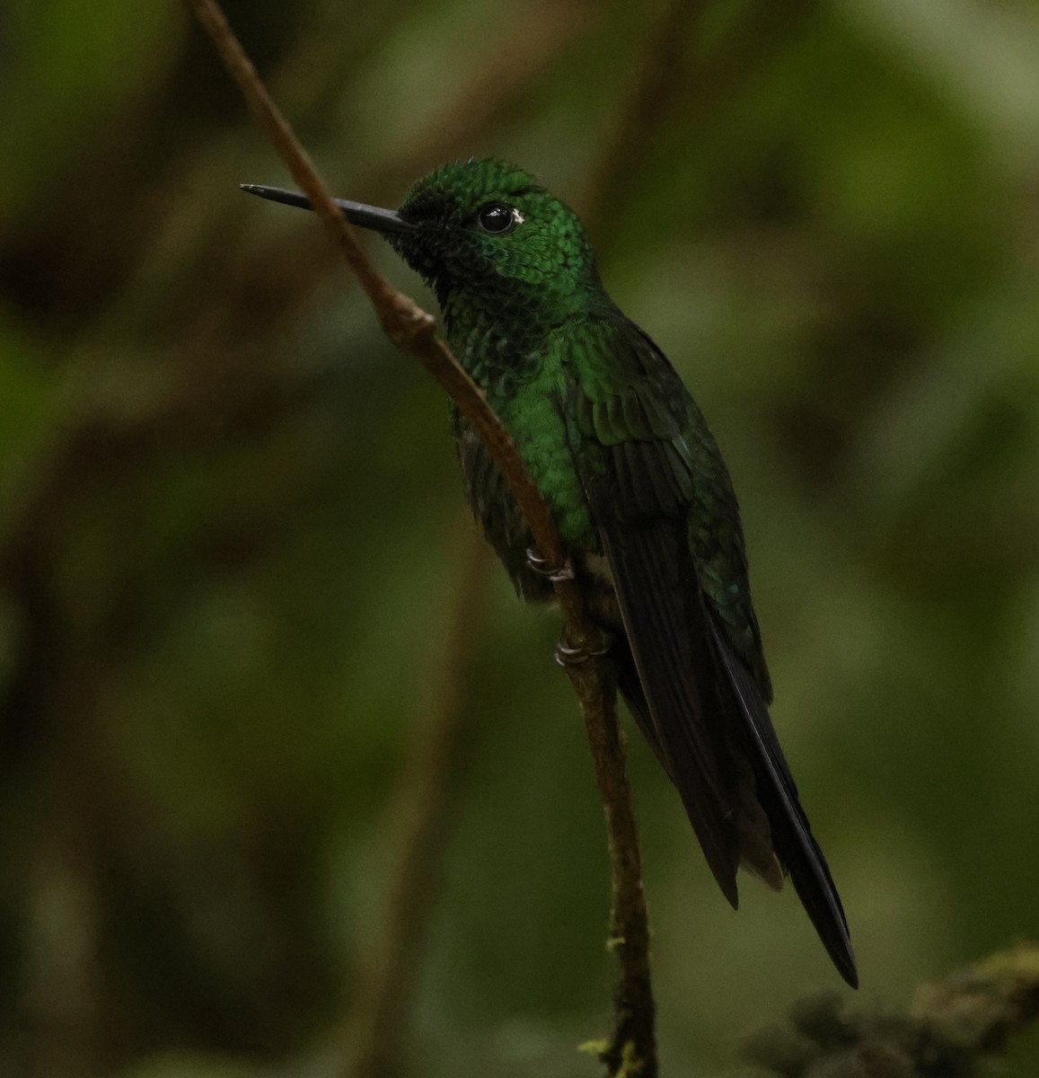 Green-crowned Brilliant - ML620288100