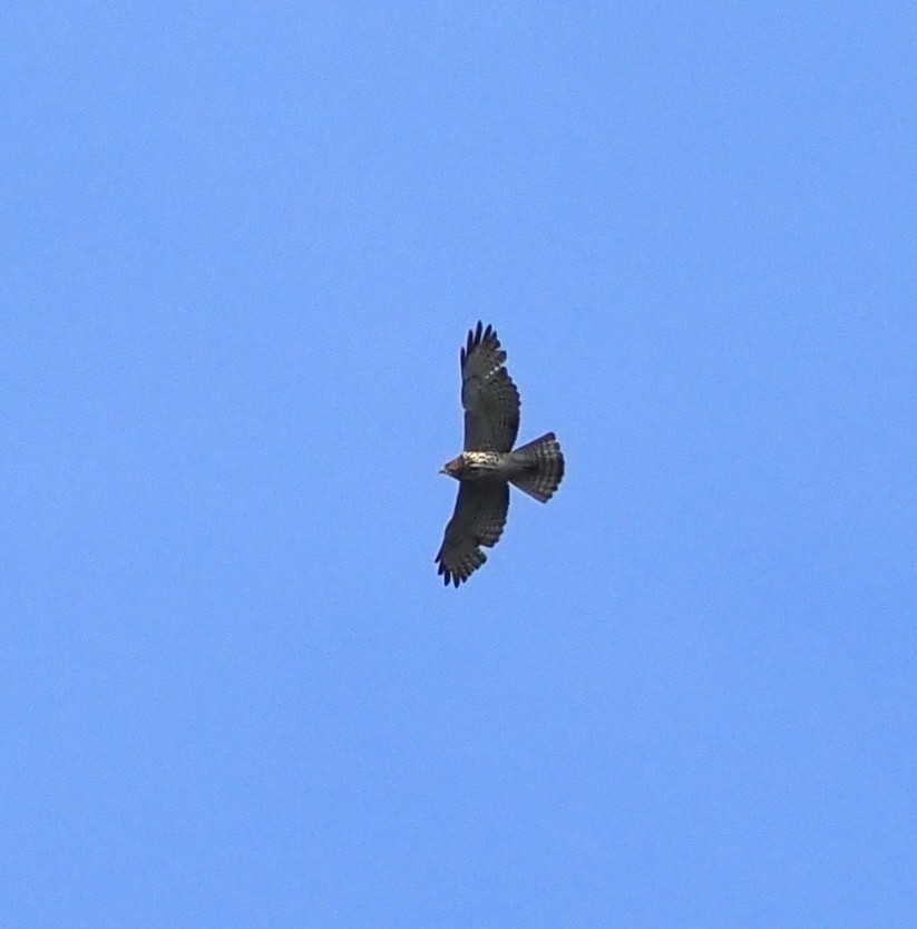 Broad-winged Hawk - ML620288102