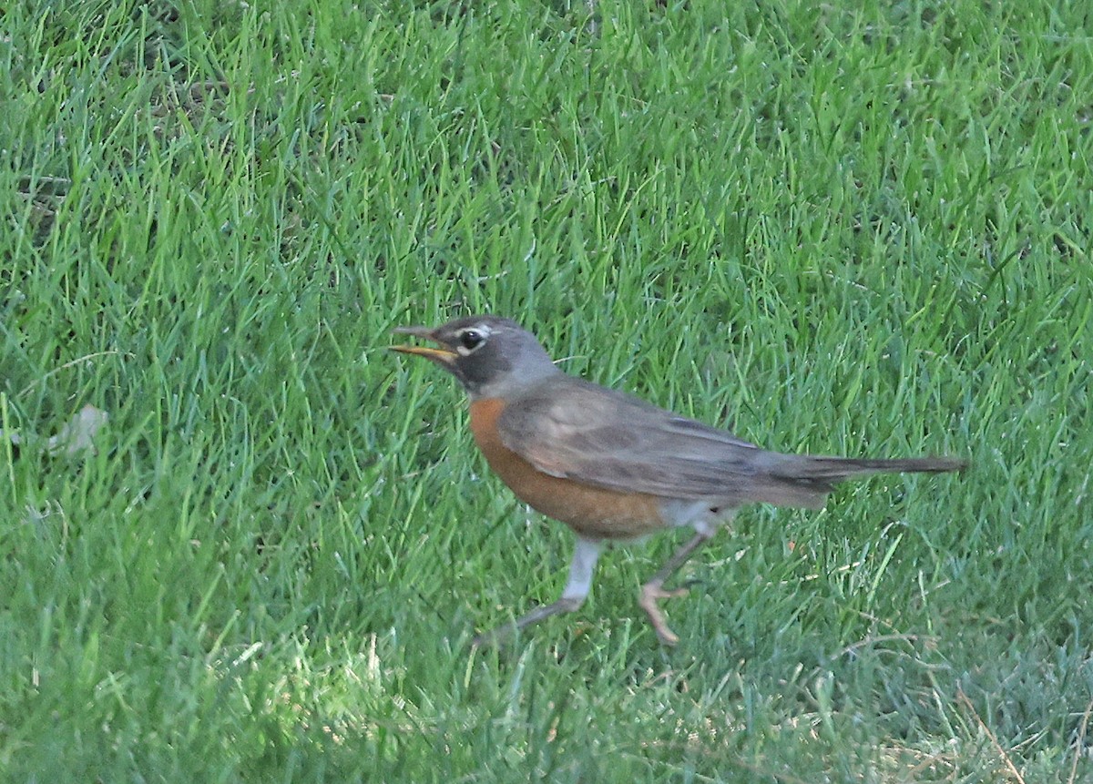 American Robin - ML620288103