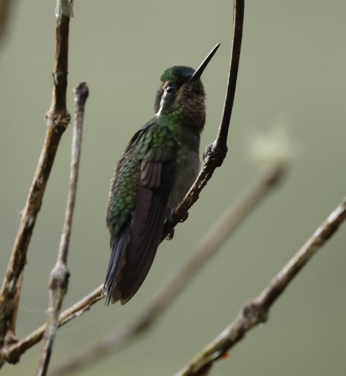 kolibřík fialovohrdlý - ML620288104