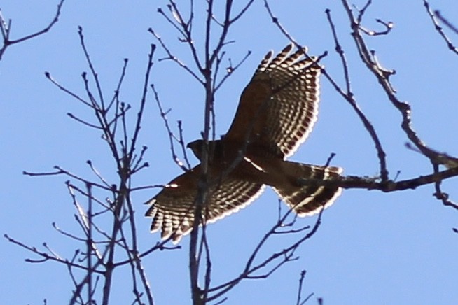 Red-shouldered Hawk - ML620288105