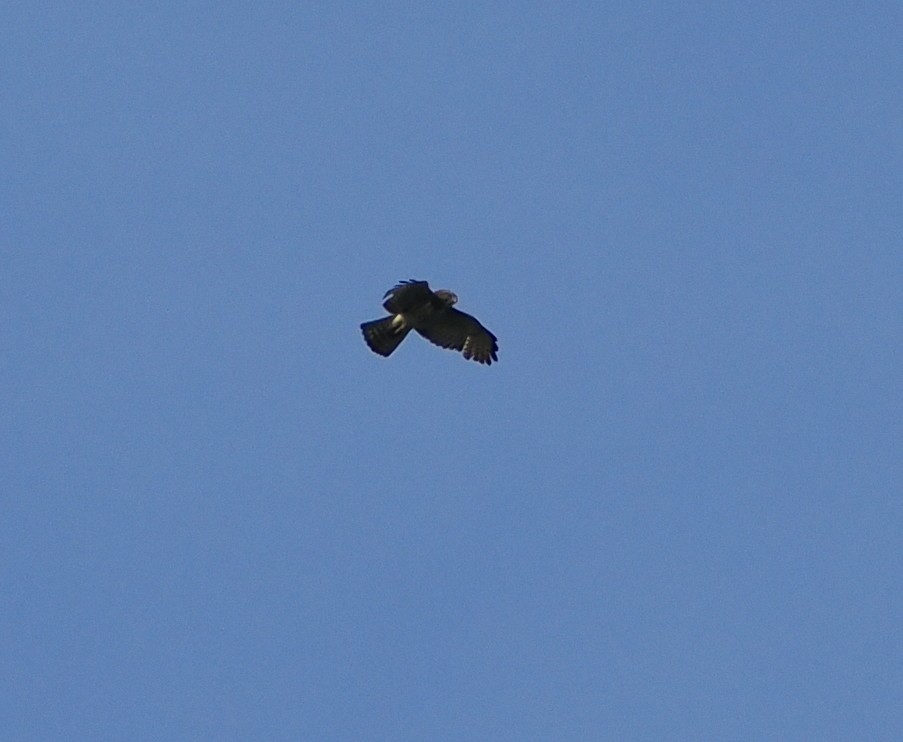 Broad-winged Hawk - Veronica Goidanich