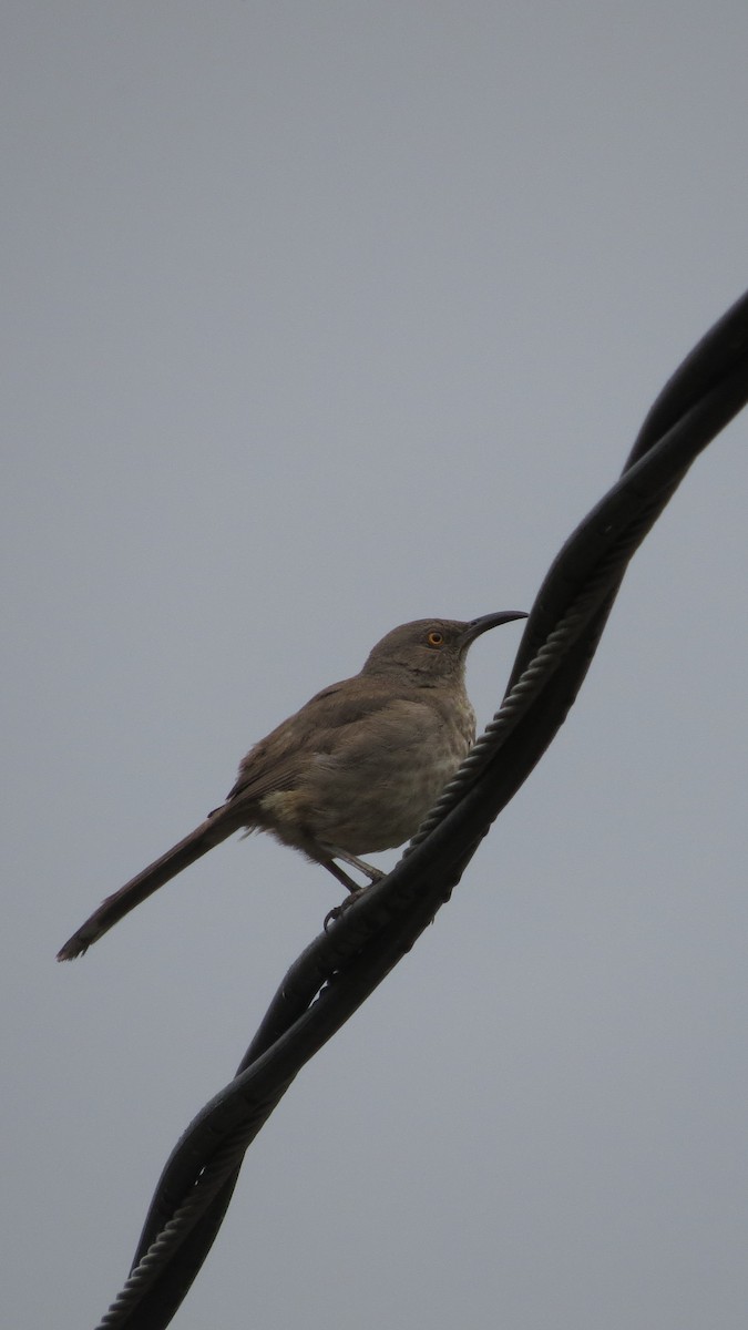 Curve-billed Thrasher - ML620288109