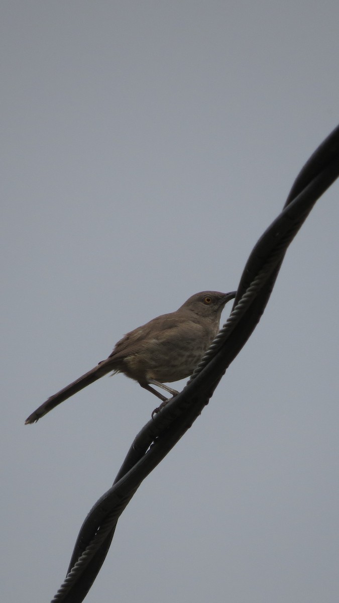 Curve-billed Thrasher - ML620288110