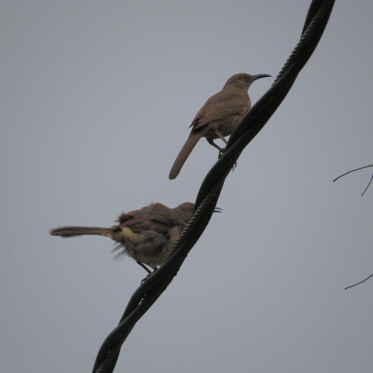 Curve-billed Thrasher - ML620288111