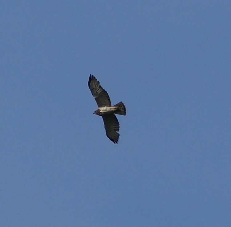 Broad-winged Hawk - ML620288113