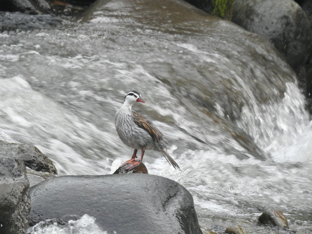 Pato Torrentero - ML620288114