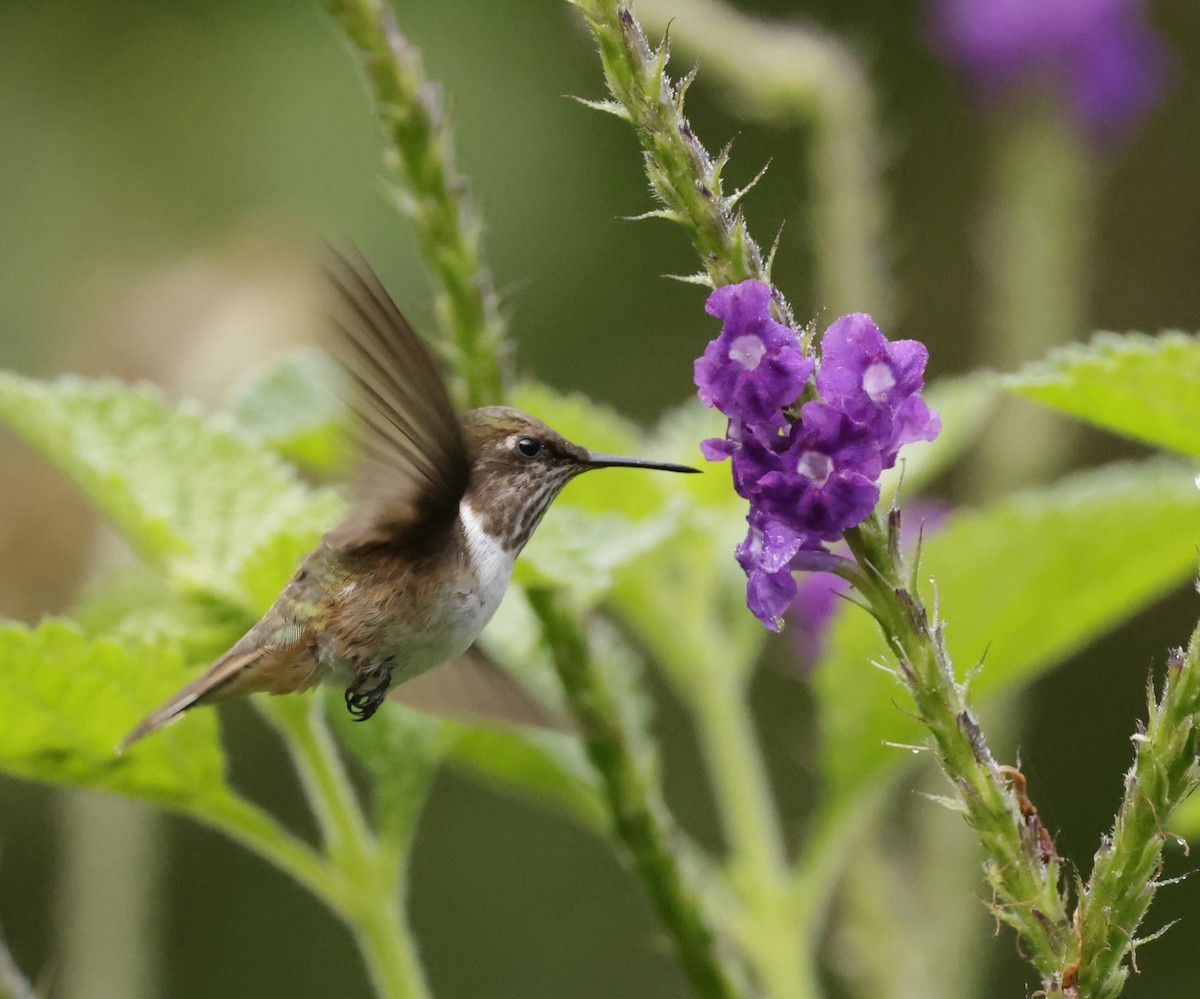 Scintillant Hummingbird - ML620288119