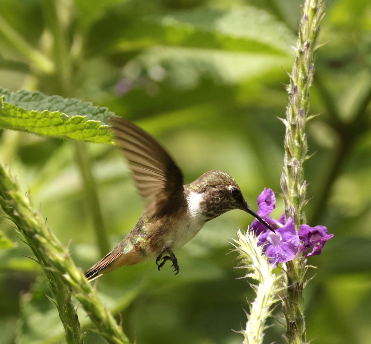 Colibri scintillant - ML620288120