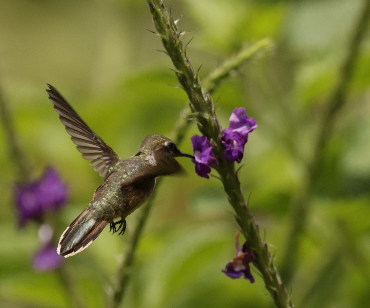 Scintillant Hummingbird - ML620288121