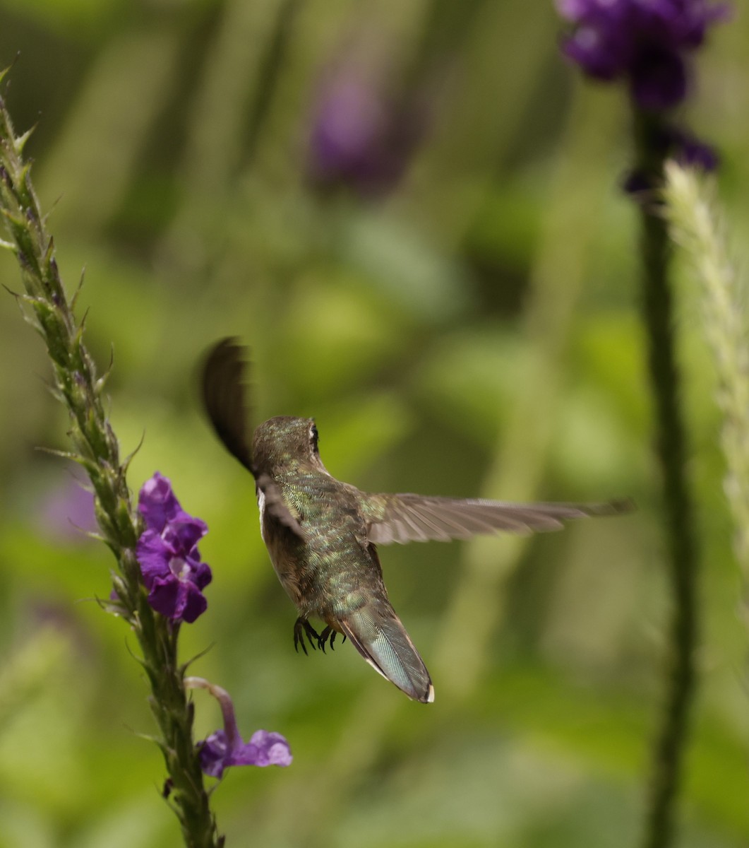 Colibrí Centelleante - ML620288122