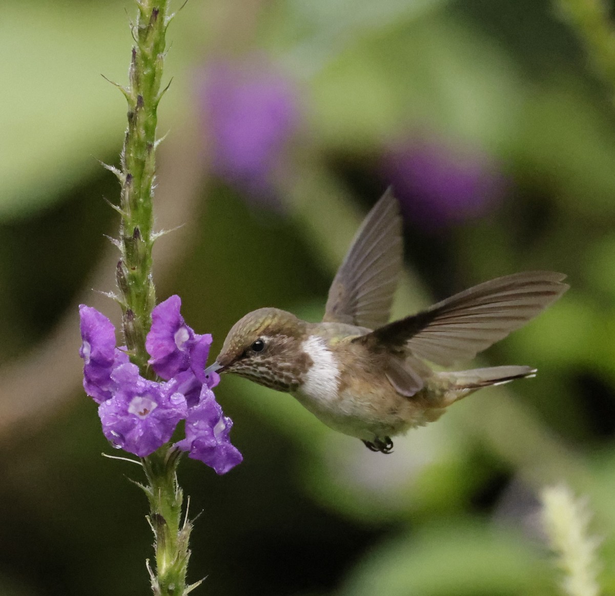 Colibrí Centelleante - ML620288123