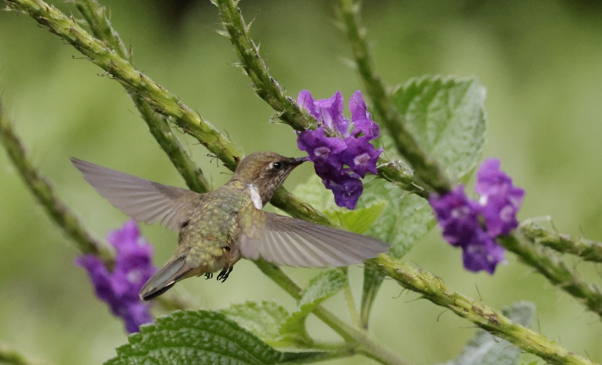 Scintillant Hummingbird - ML620288124