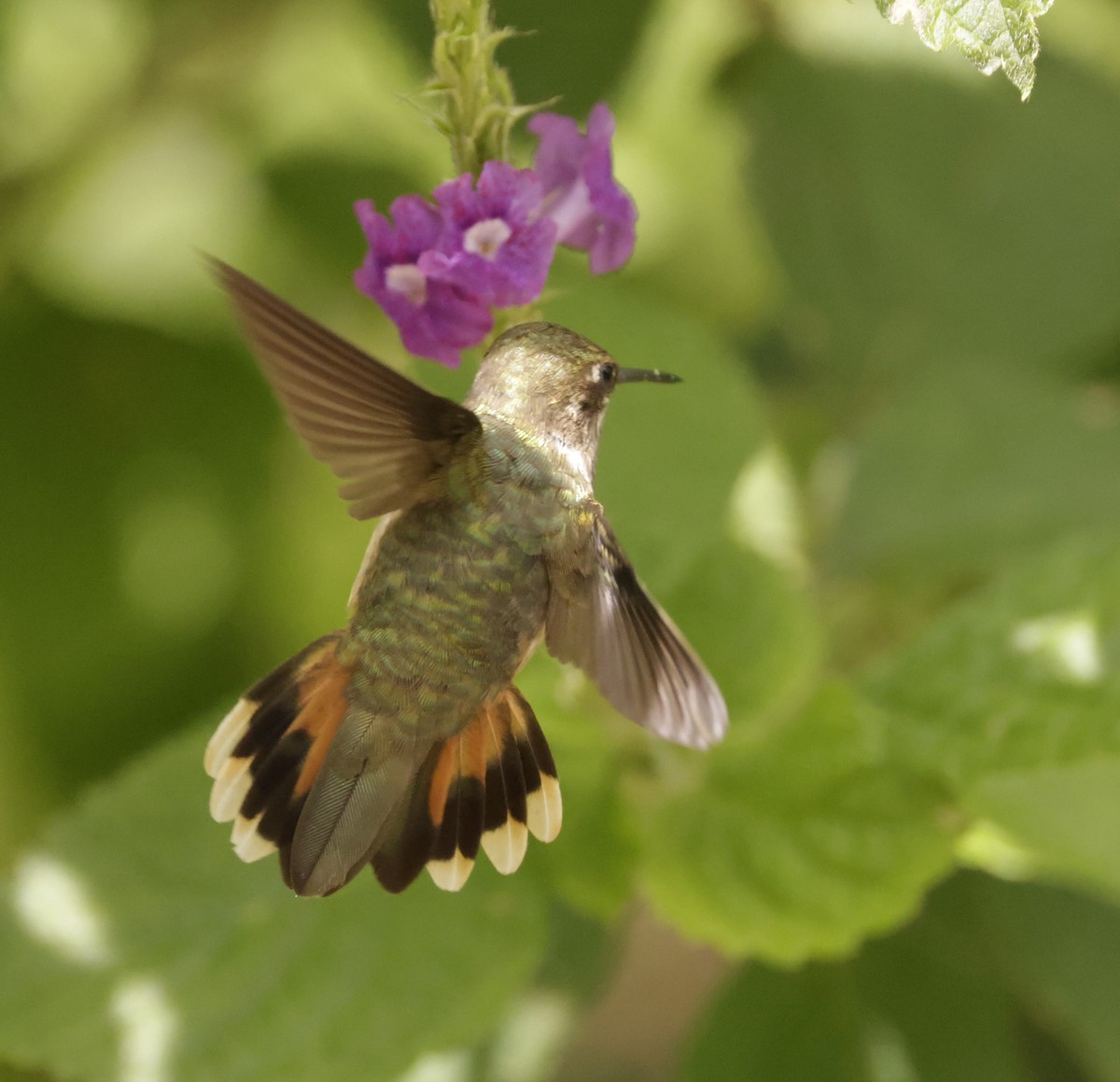 Scintillant Hummingbird - ML620288125