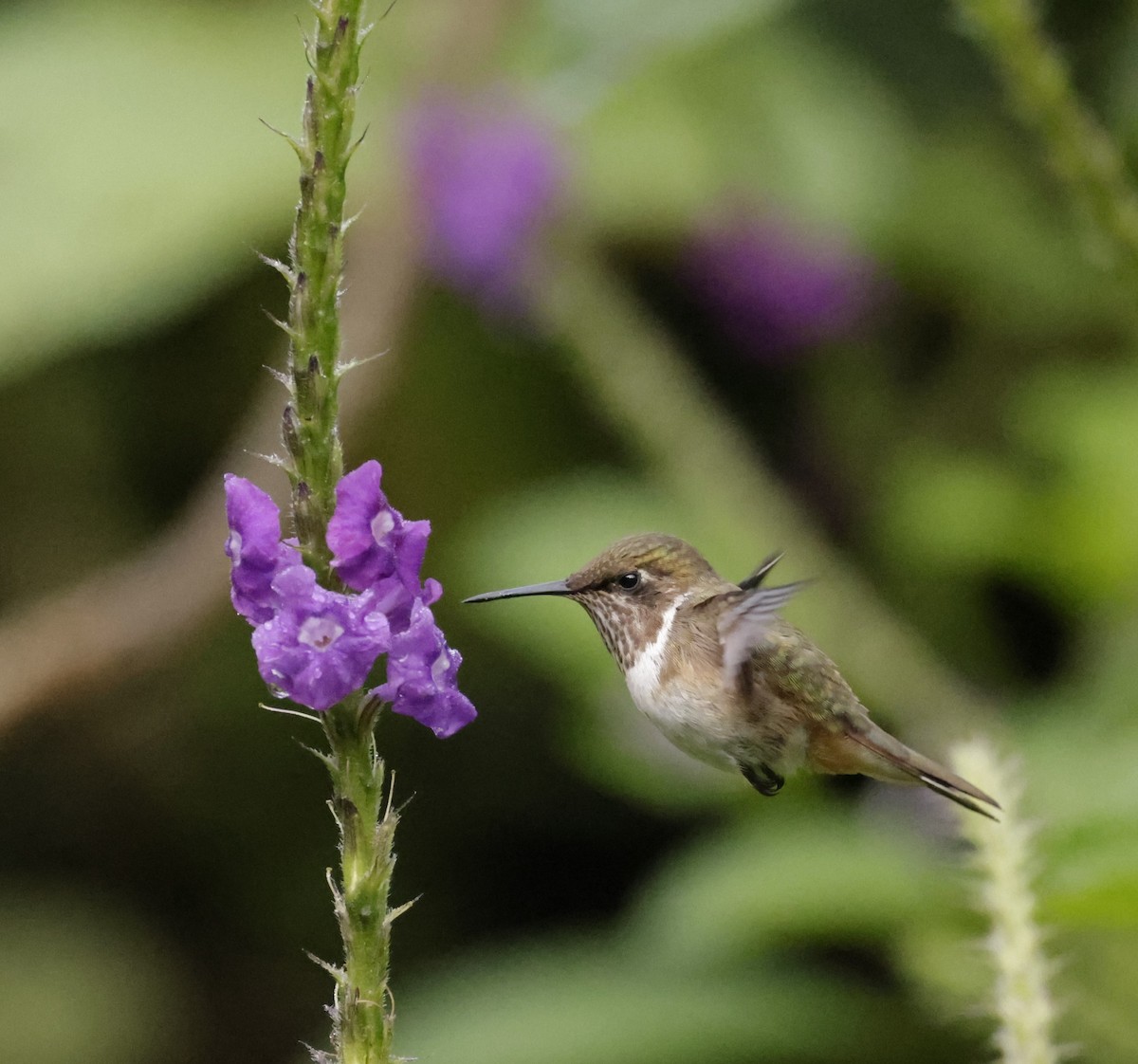 Colibrí Centelleante - ML620288126