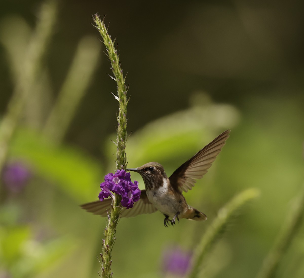 Colibrí Centelleante - ML620288127