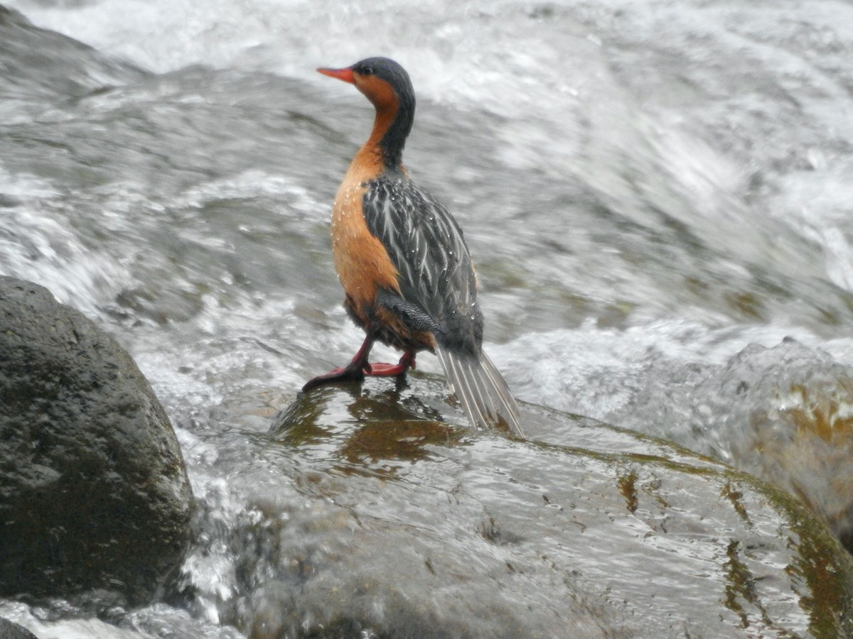 Torrent Duck - ML620288131