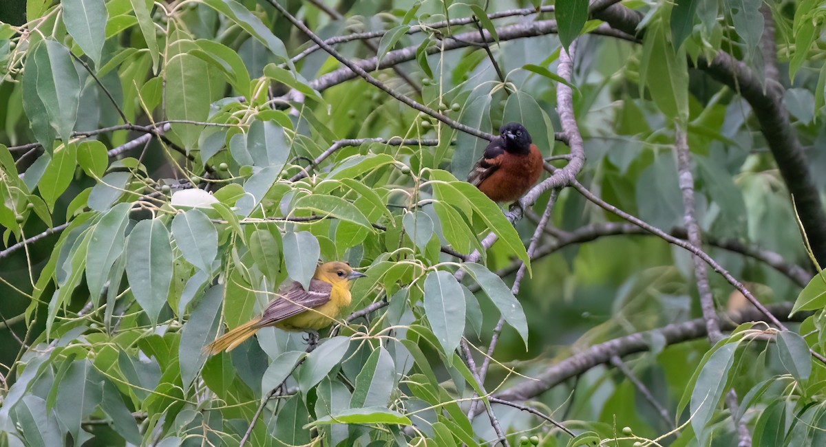 Orchard Oriole - ML620288135