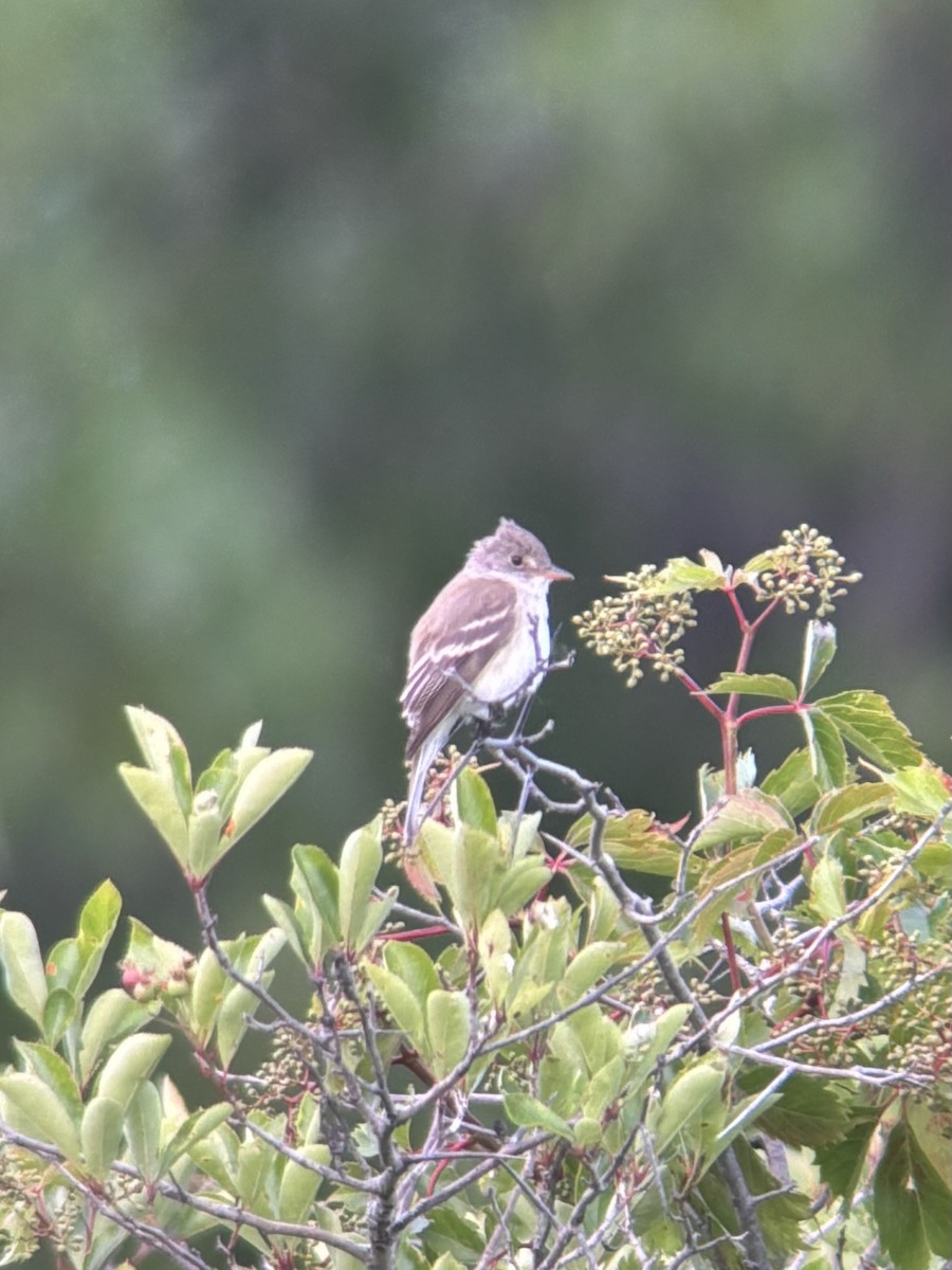 Willow Flycatcher - ML620288137