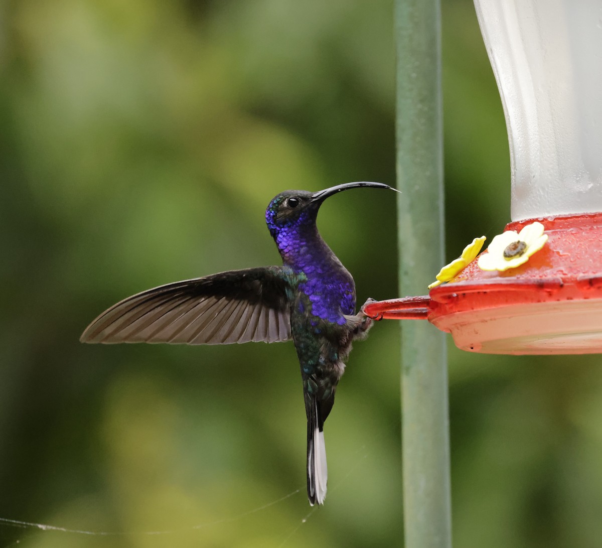 Violet Sabrewing - Pelin Karaca