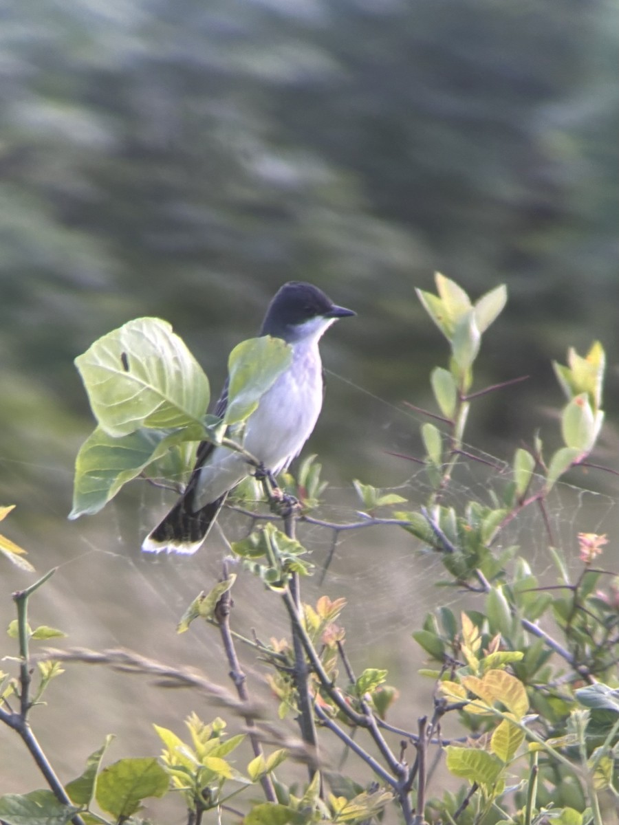 Eastern Kingbird - ML620288141