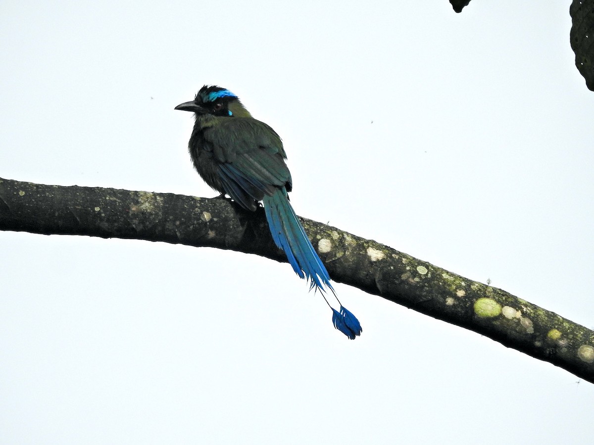 Motmot d'Équateur - ML620288142