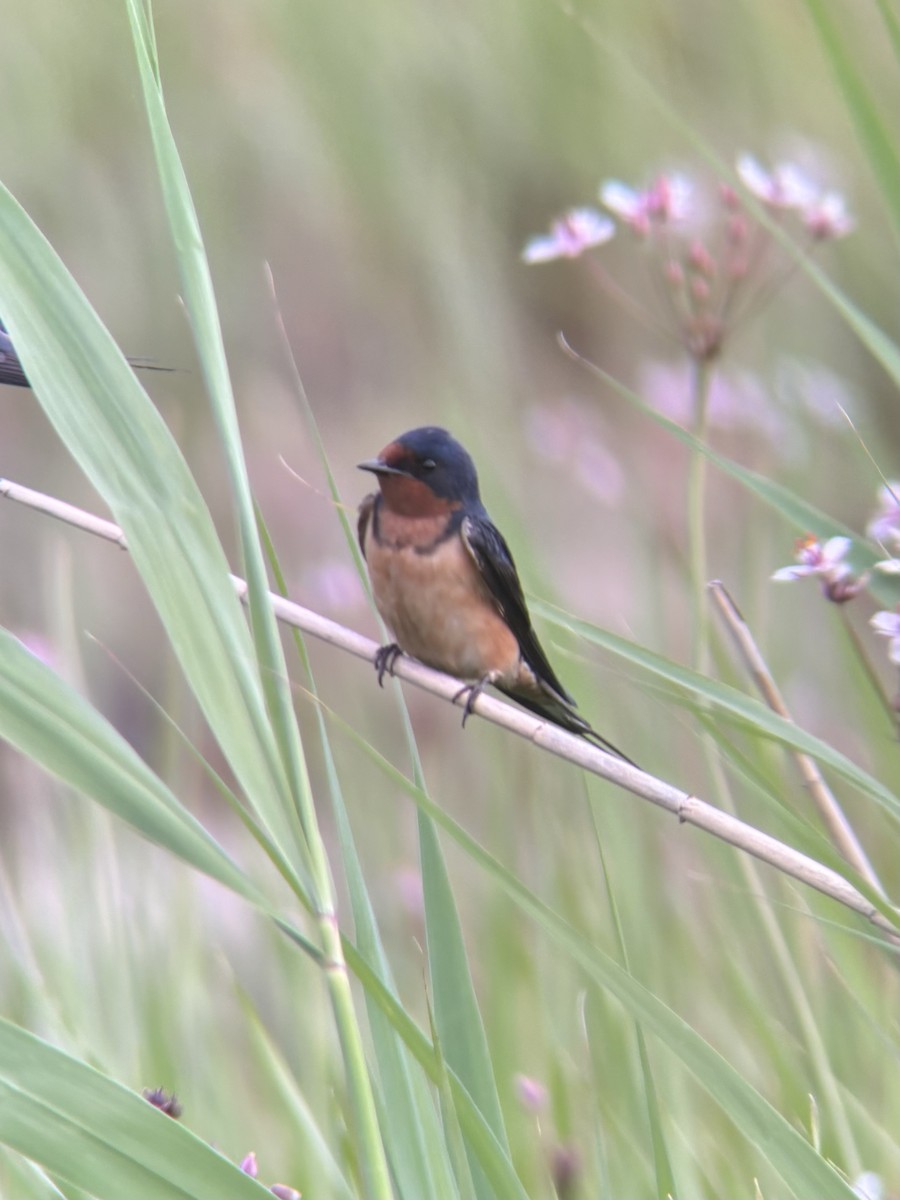 Golondrina Común - ML620288143