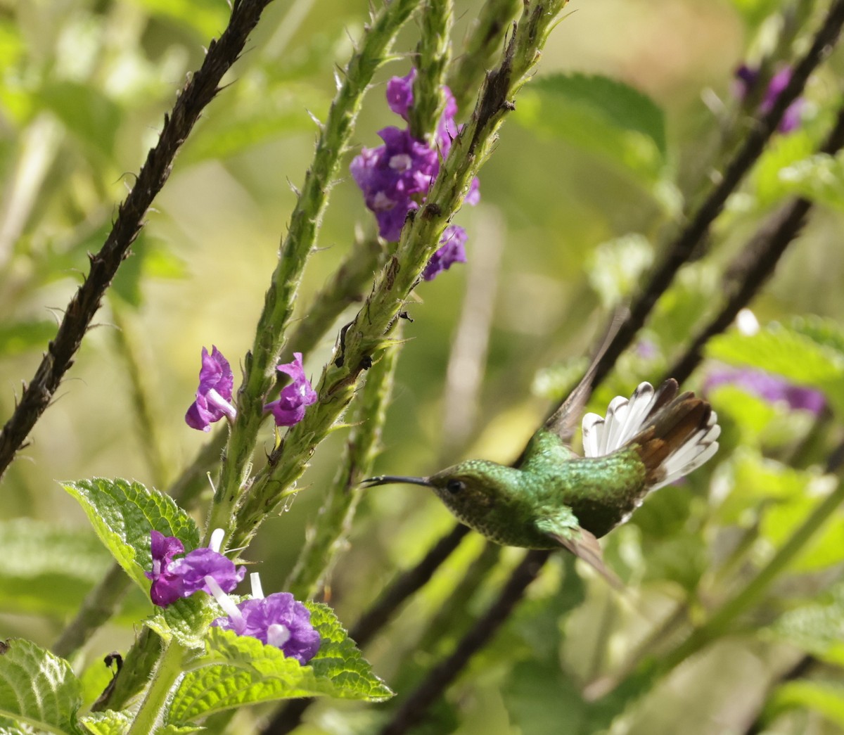 Colibri à tête cuivrée - ML620288150