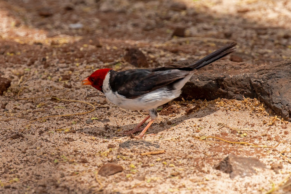 Yellow-billed Cardinal - ML620288155