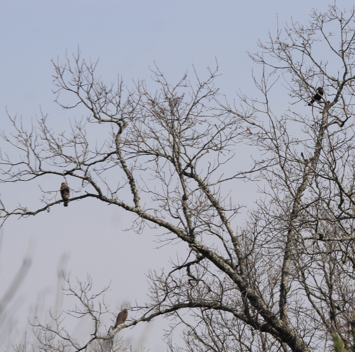 American Crow - ML620288157