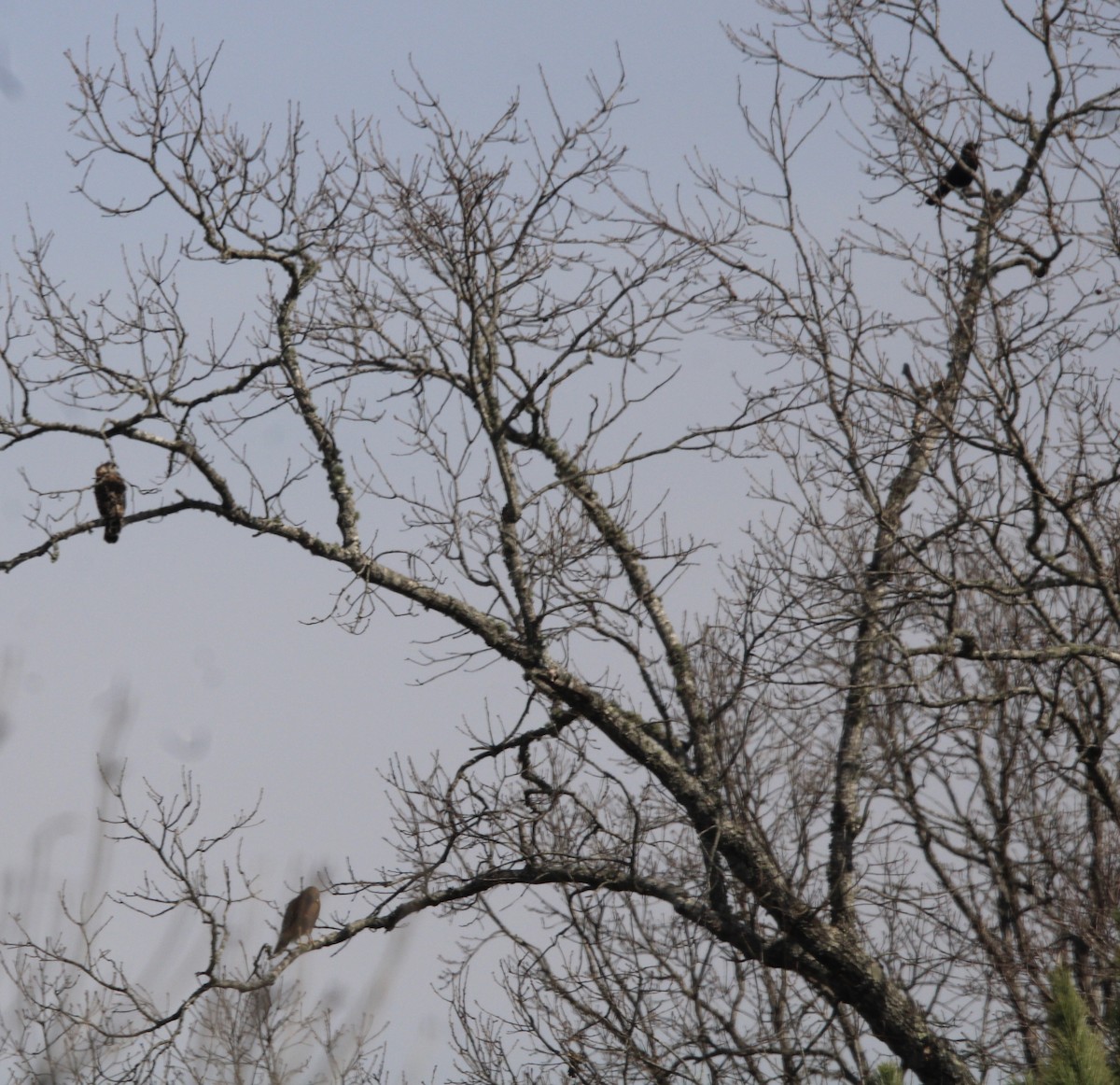 American Crow - ML620288158