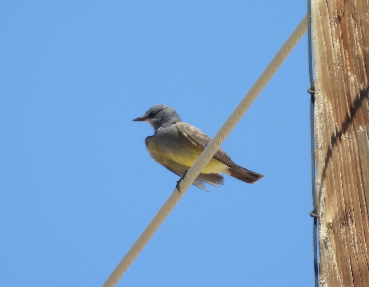 Cassin's Kingbird - ML620288164