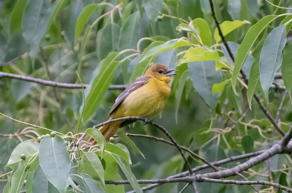 Orchard Oriole - ML620288172