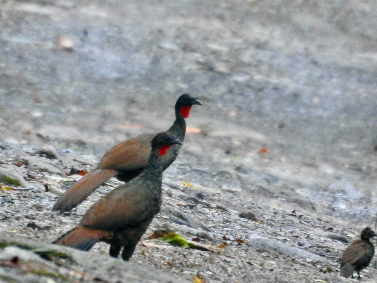 Cauca Guan - ML620288173