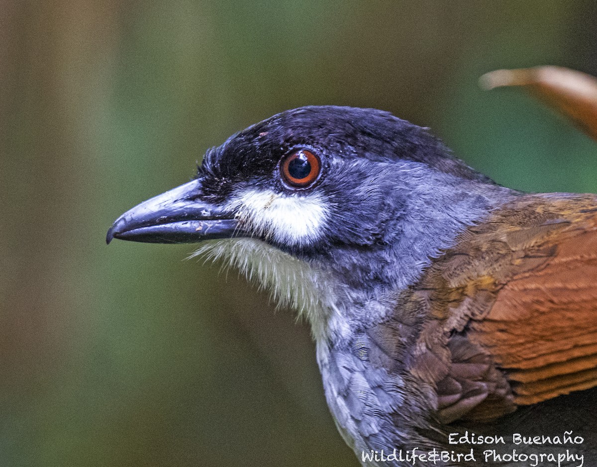 Jocotoco Antpitta - ML620288175