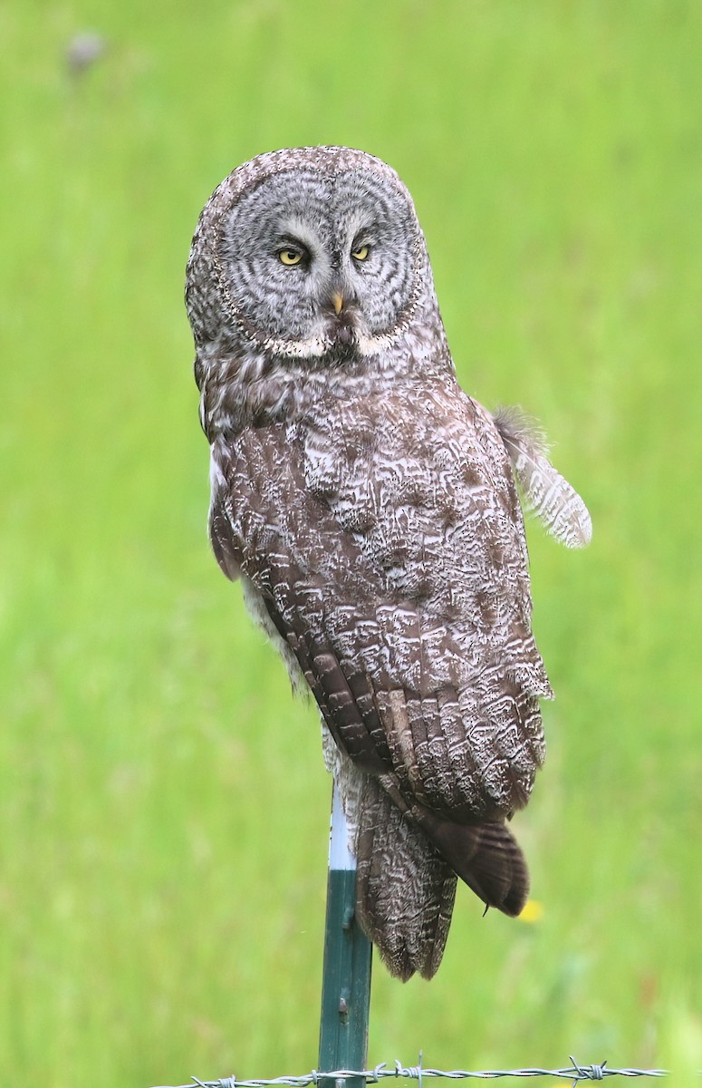 Great Gray Owl - ML620288181