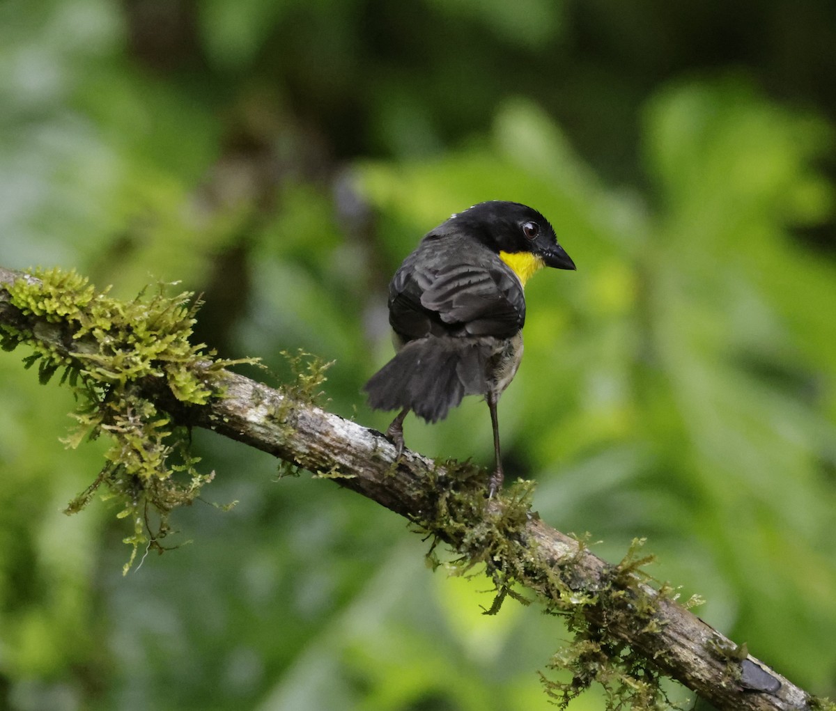 White-naped Brushfinch - ML620288193