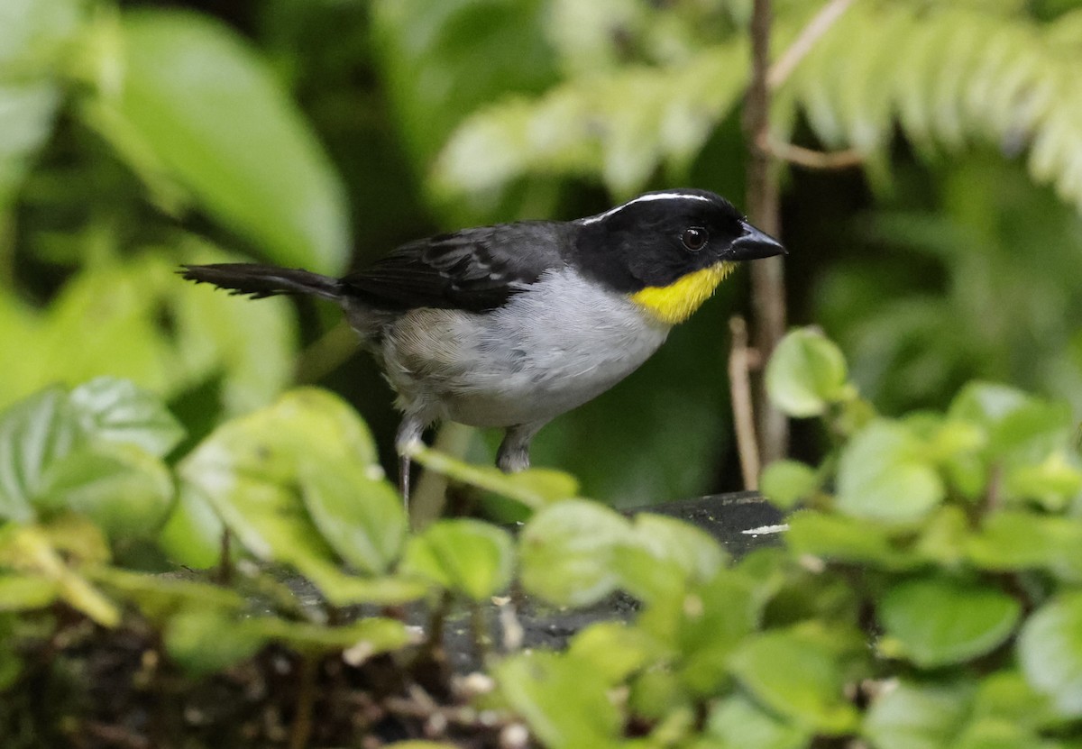 White-naped Brushfinch - ML620288194