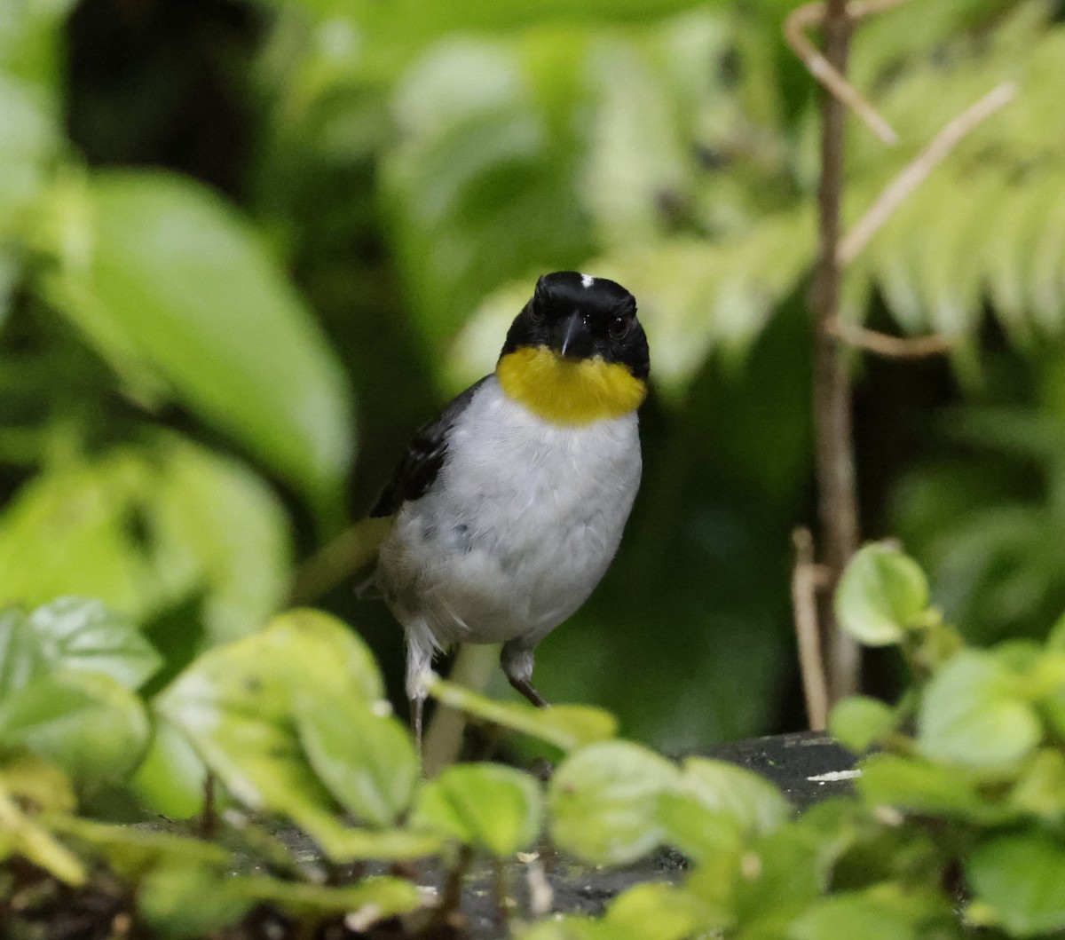 White-naped Brushfinch - ML620288195