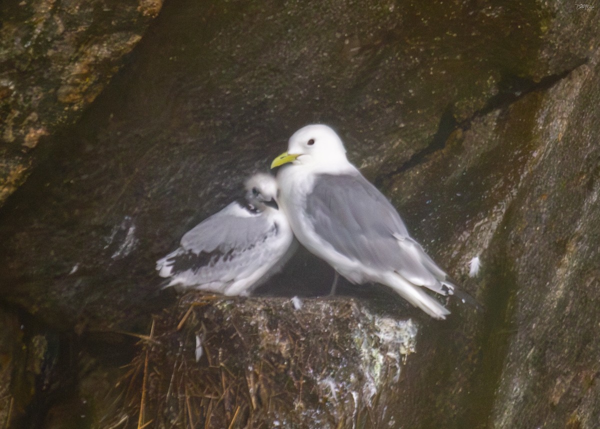 Black-legged Kittiwake - ML620288196