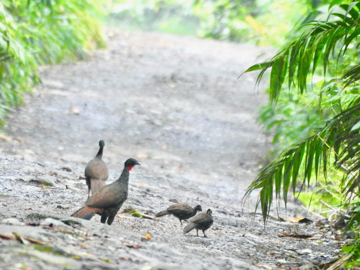 Cauca Guan - ML620288198